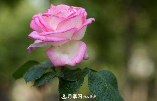 大花月季主要有哪些花色和品種？(圖9)