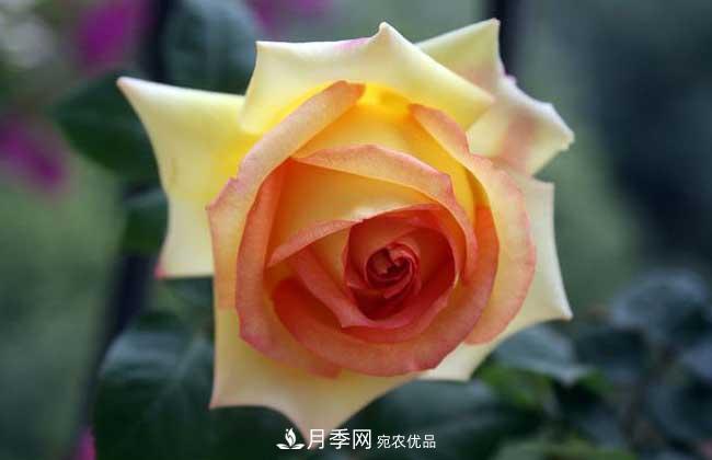 大花月季主要有哪些花色和品種？(圖10)