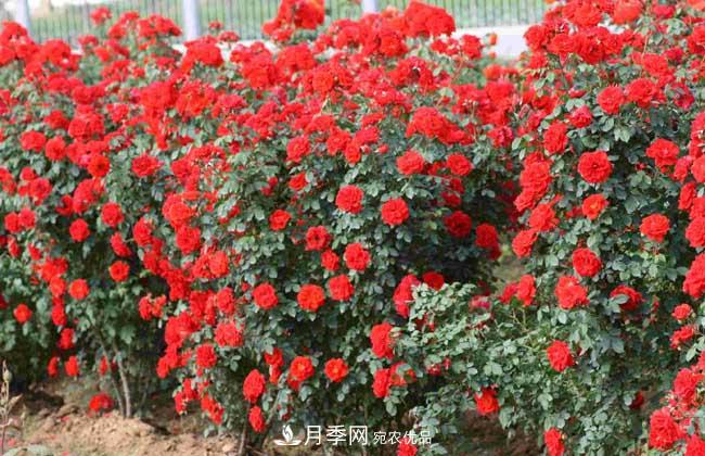 月季網(wǎng)寶典，藤本月季養殖養護方法(圖3)