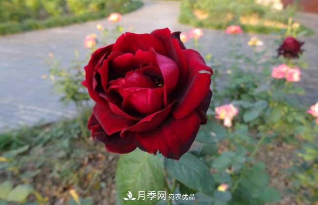 月季花扦插生根***快方法和養殖技巧(圖2)