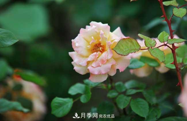 月季花扦插生根***快方法和養殖技巧(圖3)