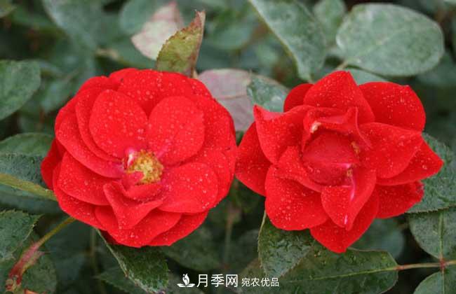 豐花月季有哪些經(jīng)典品種？(圖4)