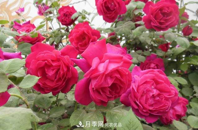 月季網(wǎng)寶典，盆栽月季養護知識大全(圖2)