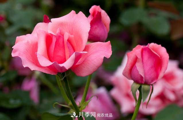 月季網(wǎng)寶典，盆栽月季養護知識大全(圖3)