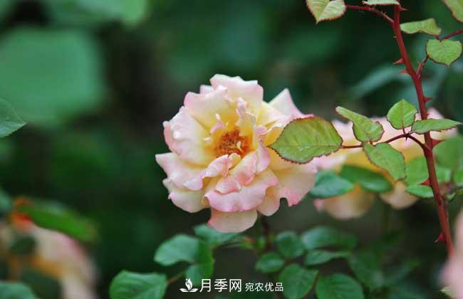 什么樹(shù)可以嫁接月季？南陽(yáng)月季嫁接的好處(圖3)