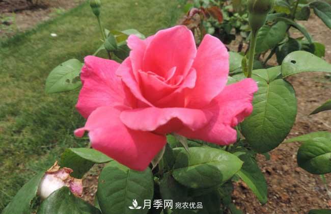 什么樹(shù)可以嫁接月季？南陽(yáng)月季嫁接的好處(圖2)