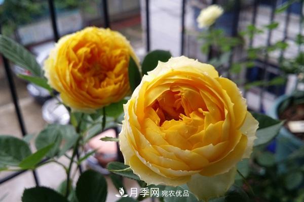 金絲雀月季葉黃長(cháng)斑掉葉咋辦？(圖1)