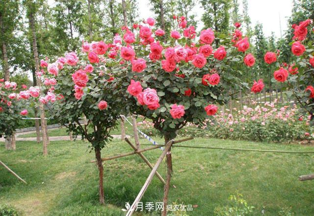 比烈日更潑辣的3種花樹(shù)，盛夏燦爛無(wú)比，你要養一棵嗎？(圖3)