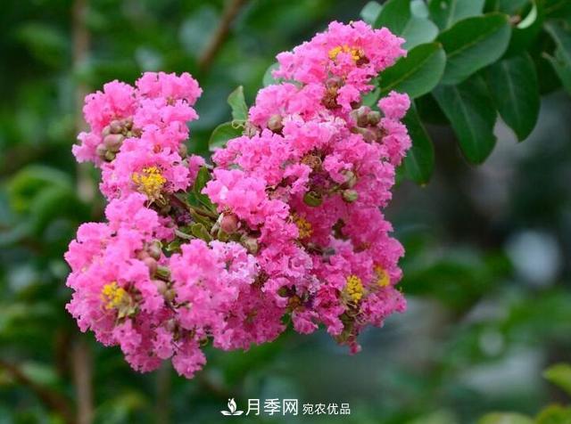 比烈日更潑辣的3種花樹(shù)，盛夏燦爛無(wú)比，你要養一棵嗎？(圖1)