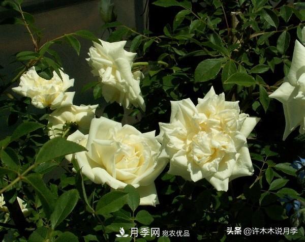 25款純正中國月季，不比外國差，今有國月更比歐月俏(圖2)