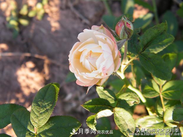 25款純正中國月季，不比外國差，今有國月更比歐月俏(圖1)