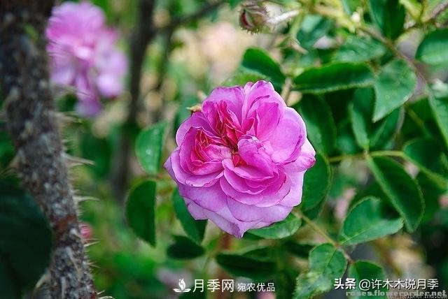 25款純正中國月季，不比外國差，今有國月更比歐月俏(圖3)