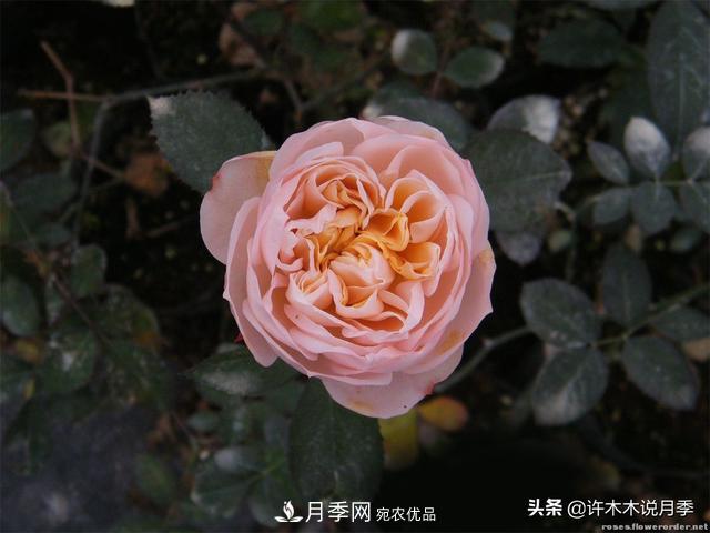 25款純正中國月季，不比外國差，今有國月更比歐月俏(圖6)