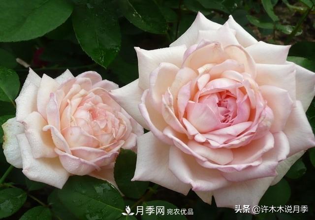 25款純正中國月季，不比外國差，今有國月更比歐月俏(圖8)