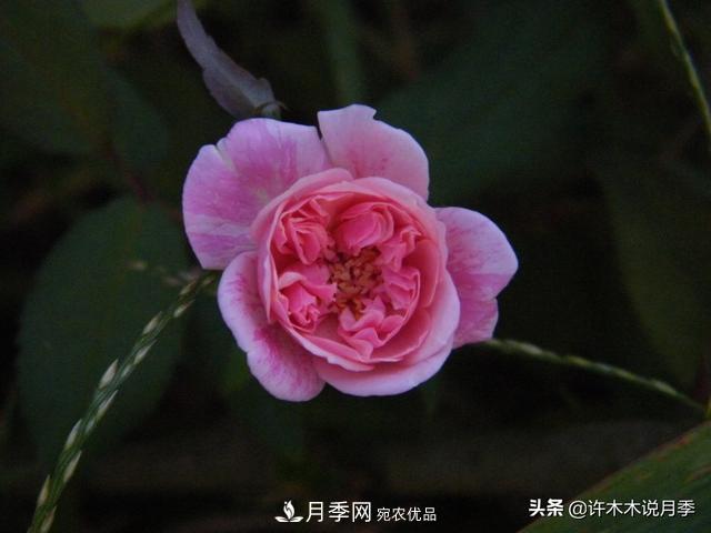 25款純正中國月季，不比外國差，今有國月更比歐月俏(圖10)