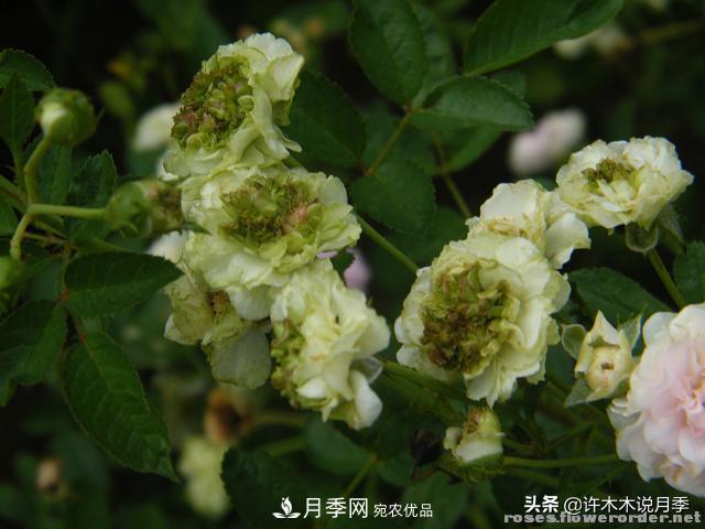 25款純正中國月季，不比外國差，今有國月更比歐月俏(圖14)