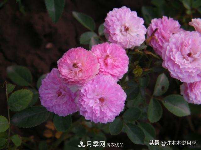 25款純正中國月季，不比外國差，今有國月更比歐月俏(圖15)
