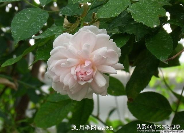 25款純正中國月季，不比外國差，今有國月更比歐月俏(圖9)