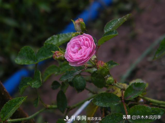 25款純正中國月季，不比外國差，今有國月更比歐月俏(圖12)