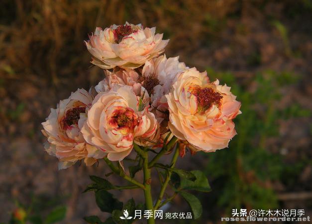 25款純正中國月季，不比外國差，今有國月更比歐月俏(圖13)