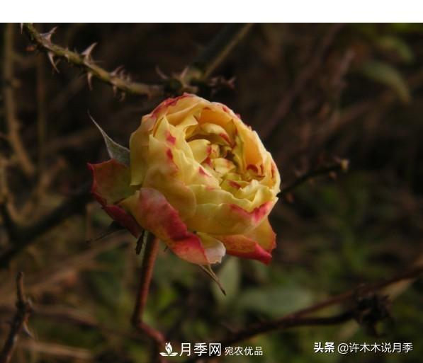 25款純正中國月季，不比外國差，今有國月更比歐月俏(圖18)