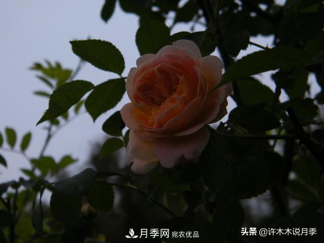 25款純正中國月季，不比外國差，今有國月更比歐月俏(圖21)