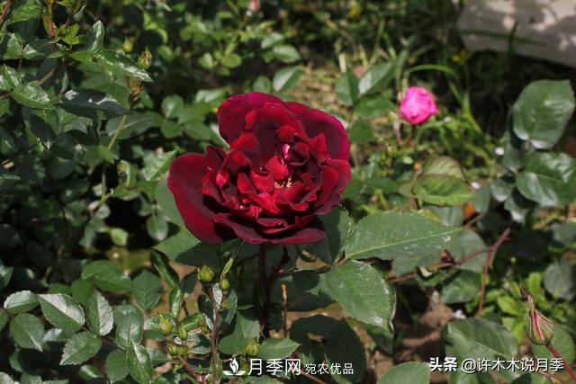 25款純正中國月季，不比外國差，今有國月更比歐月俏(圖17)