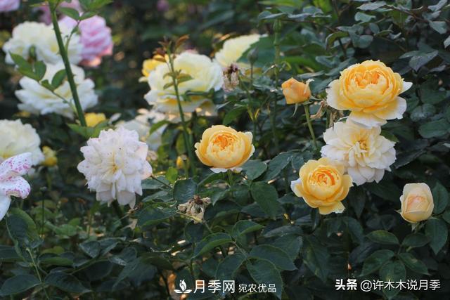 25款純正中國月季，不比外國差，今有國月更比歐月俏(圖19)