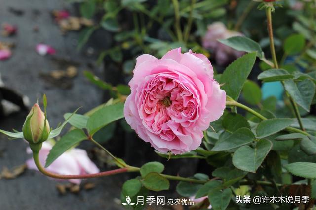 25款純正中國月季，不比外國差，今有國月更比歐月俏(圖16)