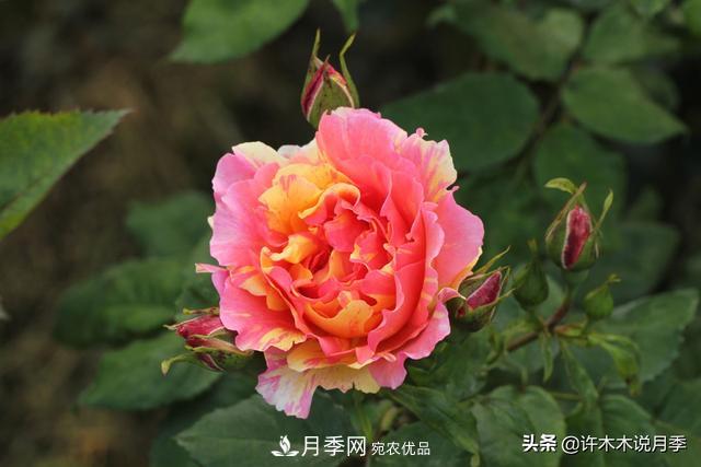 25款純正中國月季，不比外國差，今有國月更比歐月俏(圖20)