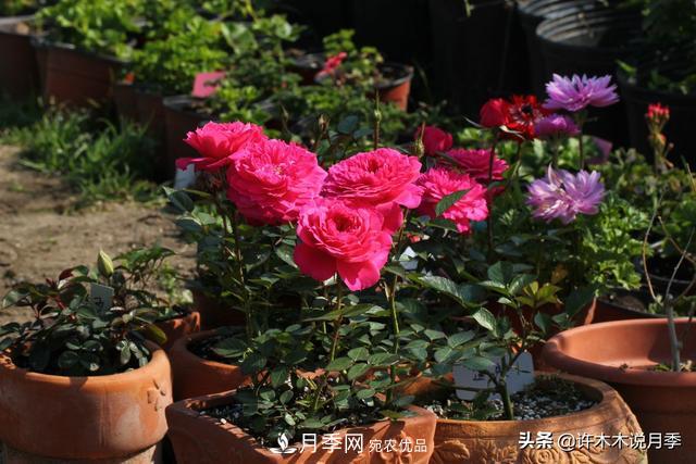 25款純正中國月季，不比外國差，今有國月更比歐月俏(圖25)