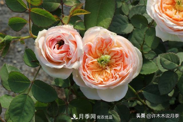25款純正中國月季，不比外國差，今有國月更比歐月俏(圖23)
