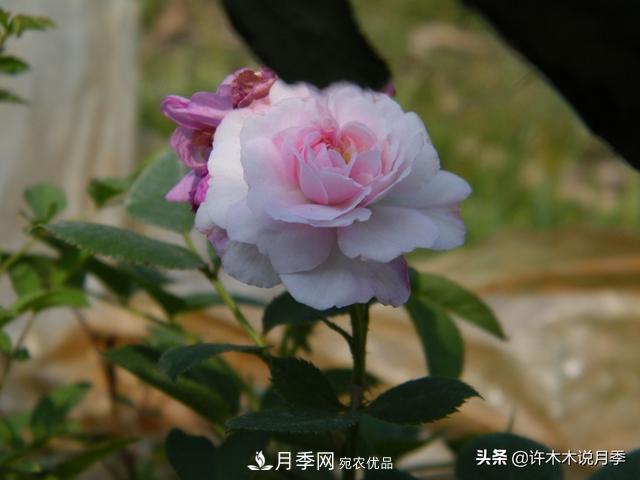25款純正中國月季，不比外國差，今有國月更比歐月俏(圖22)