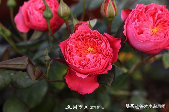 25款純正中國月季，不比外國差，今有國月更比歐月俏(圖24)