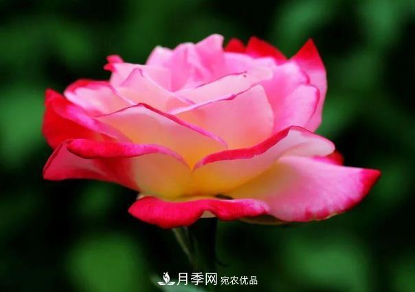 四川成都“高顏值”大花月季上街啦！(圖3)