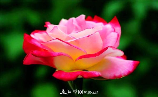 立秋以后，養月季記住3個(gè)“口訣”再迎綻放期(圖2)