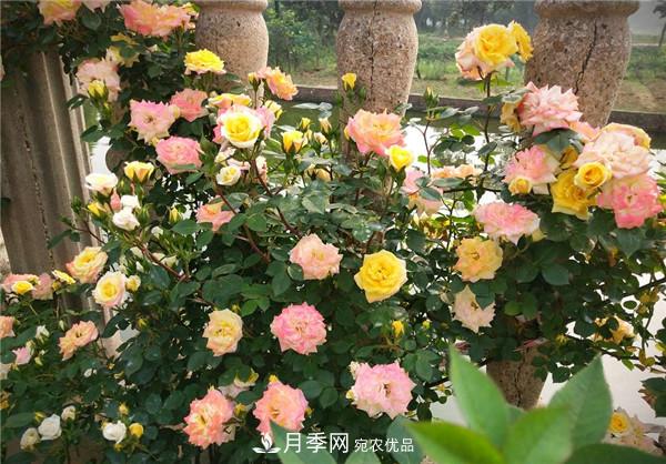 立秋以后，養月季記住3個(gè)“口訣”再迎綻放期(圖3)