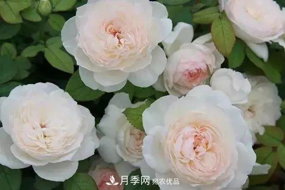 你種過(guò)***香的月季是什么香味？十款強香月季(圖1)