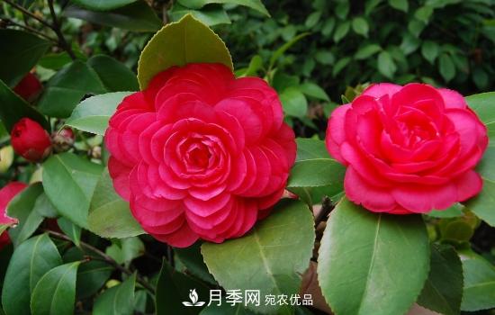 月季到5月份為什么還不見(jiàn)蕾(圖1)