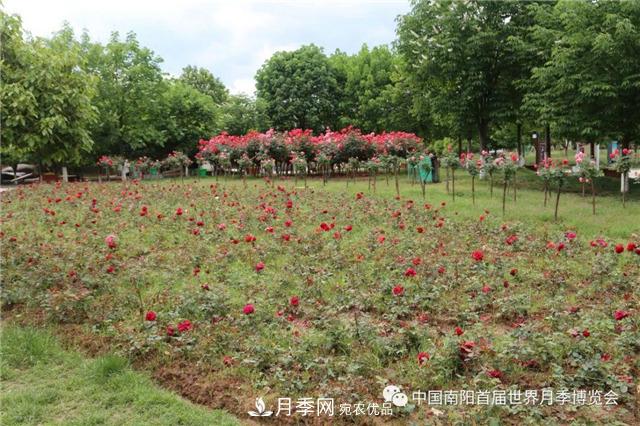 南陽(yáng)西峽縣持續推進(jìn)月季名城建設(圖2)