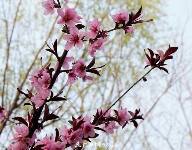園林庭院常見(jiàn)小喬木花卉的栽培(圖4)