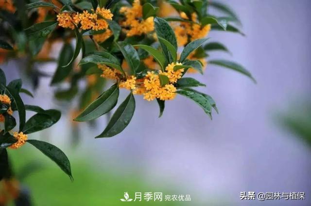 園林庭院常見(jiàn)小喬木花卉的栽培(圖3)