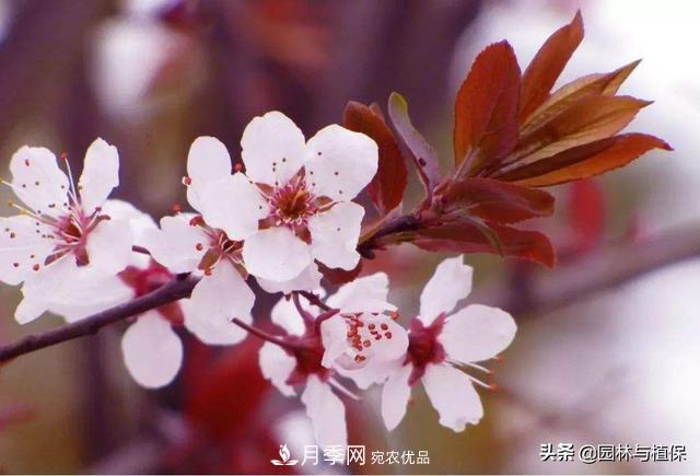 園林庭院常見(jiàn)小喬木花卉的栽培(圖1)