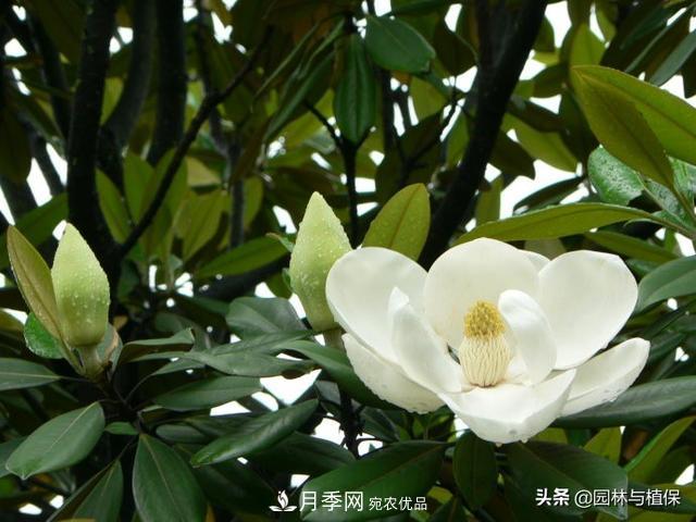 園林庭院常見(jiàn)小喬木花卉的栽培(圖2)