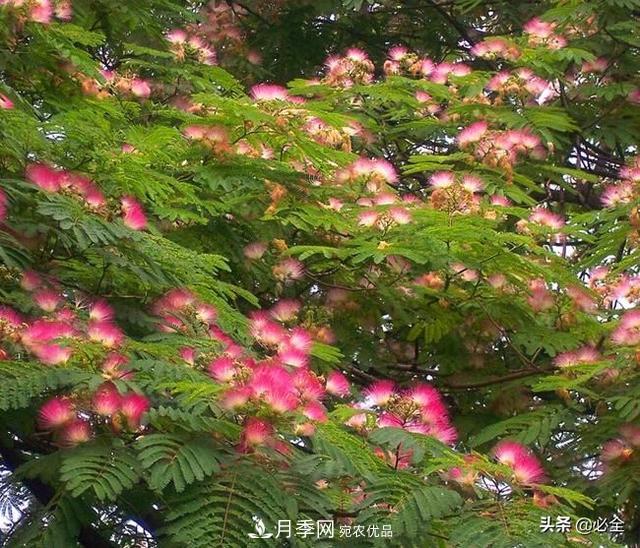 什么樣的觀(guān)賞樹(shù)種發(fā)展行情更好？(圖2)
