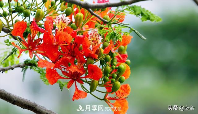 什么樣的觀(guān)賞樹(shù)種發(fā)展行情更好？(圖3)