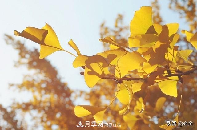 什么樣的觀(guān)賞樹(shù)種發(fā)展行情更好？(圖1)