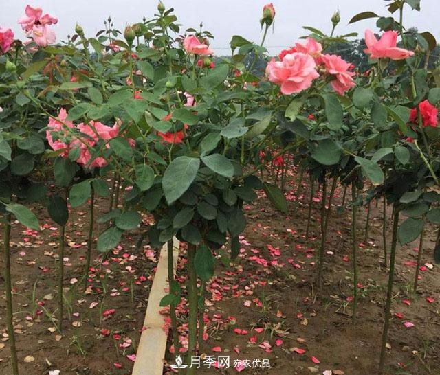 南陽(yáng)石橋月季基地批發(fā)--各品種月季規格大全(圖3)