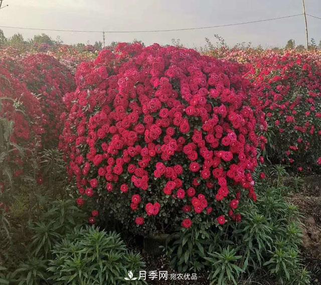 南陽(yáng)石橋月季基地批發(fā)--各品種月季規格大全(圖5)