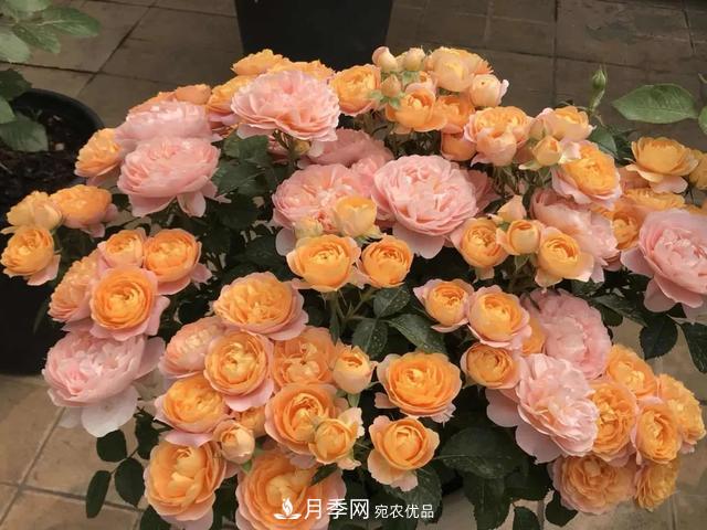 這5款不翻車(chē)的月季，誰(shuí)養誰(shuí)知道！附爆盆養護指南(圖5)